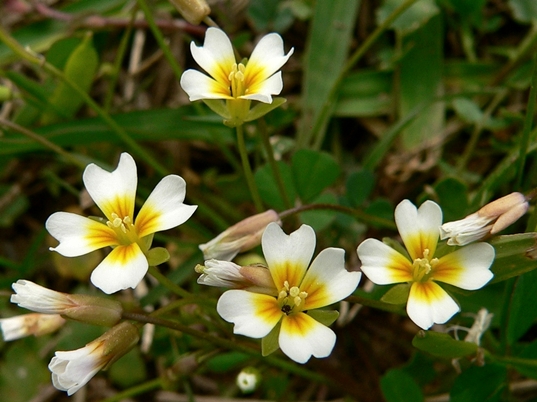 {Leavenworthia exigua var. exigua}